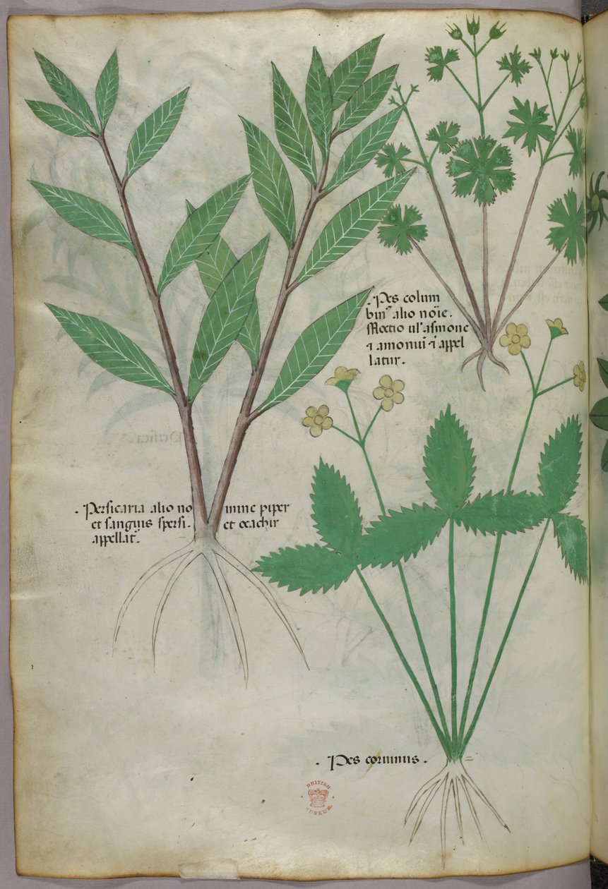 Botanische Illustration, um 1440 von Italian School