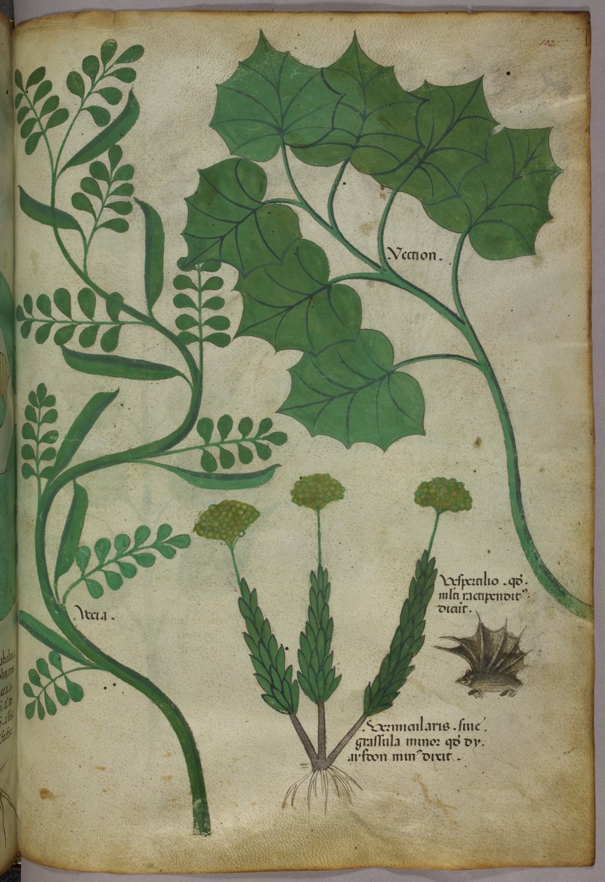 Botanische Illustration, um 1440 von Italian School