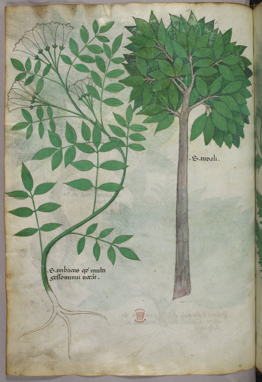 Botanische Illustration, ca. 1440 von Italian School