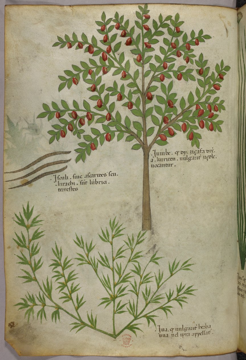 Botanische Illustration, um 1440 von Italian School