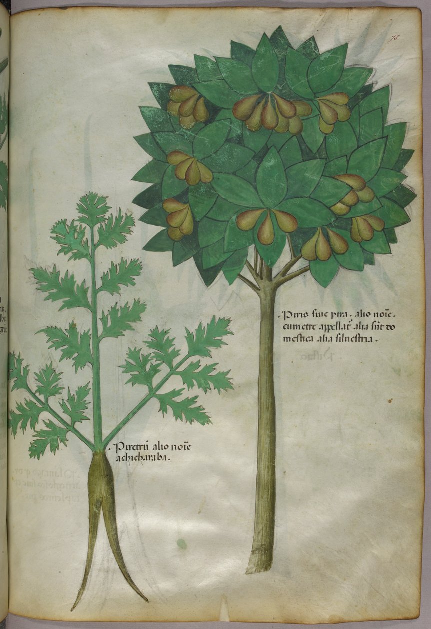 Botanische Illustration, um 1440 von Italian School