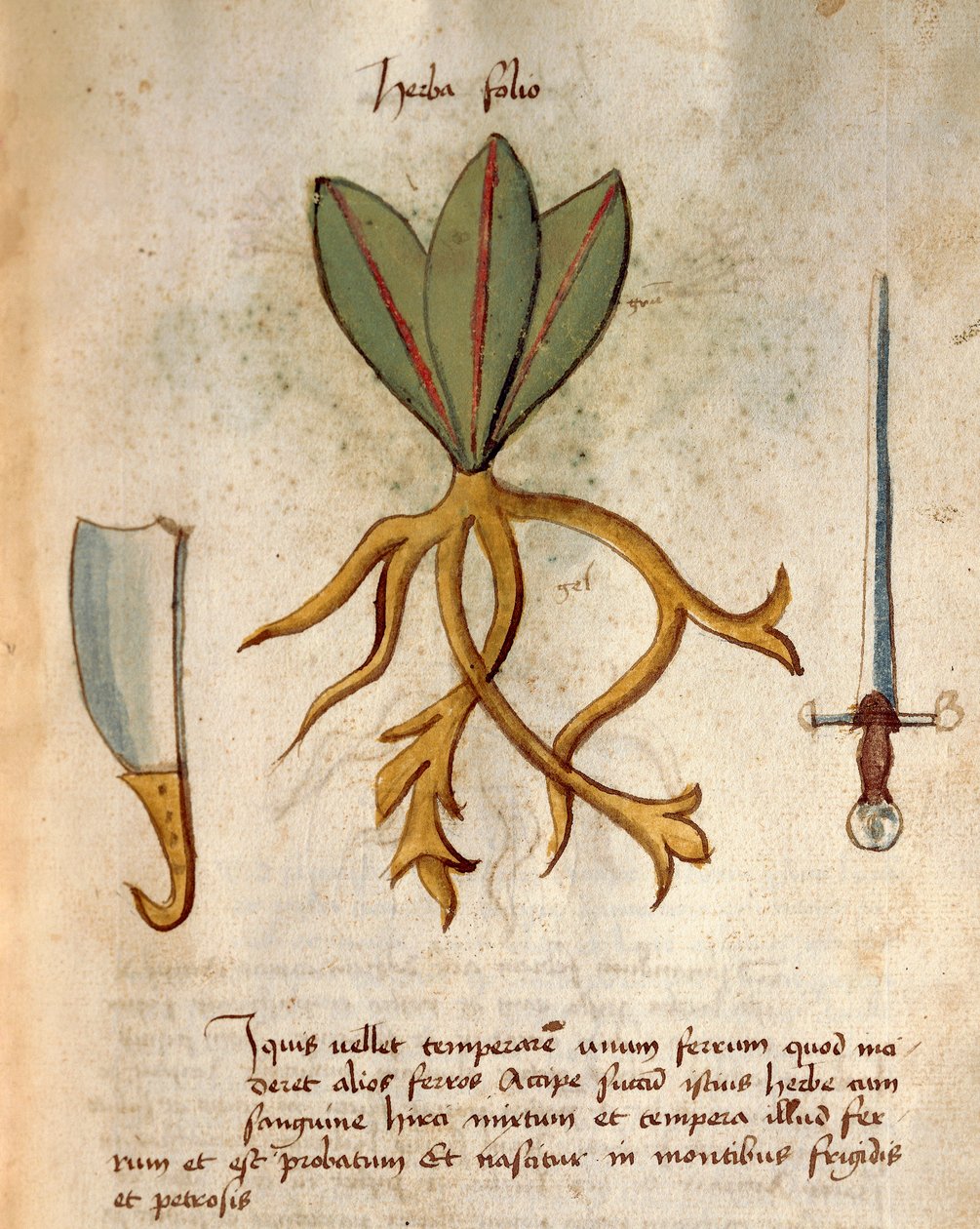 Herba Folio von Italian School