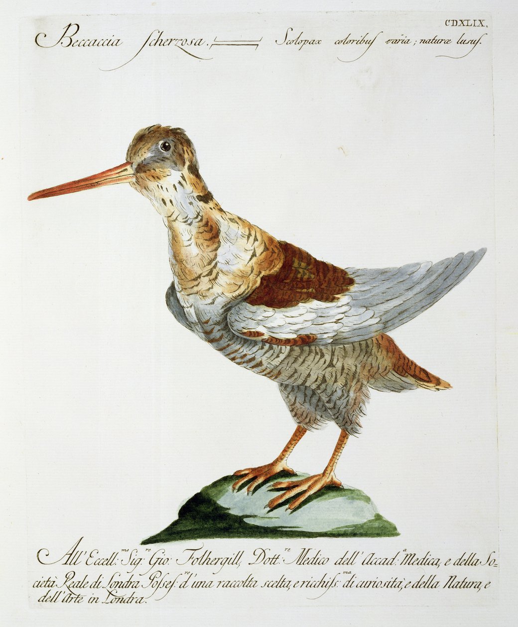 Schnepfe von Italian School