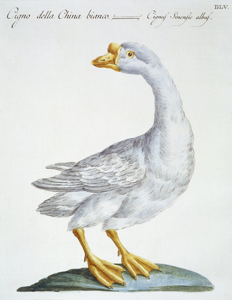 Schwan von Italian School