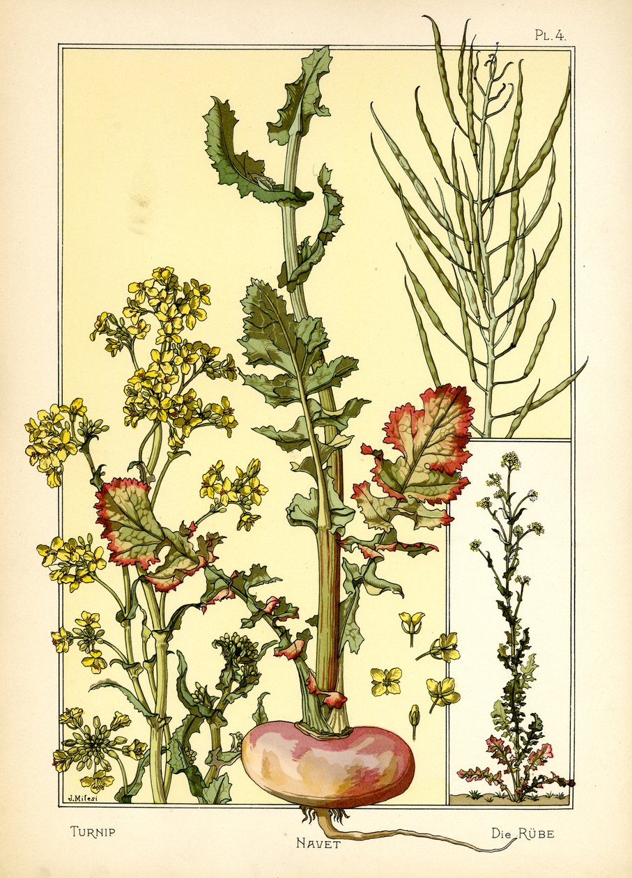Die Rübe von J. Milesi