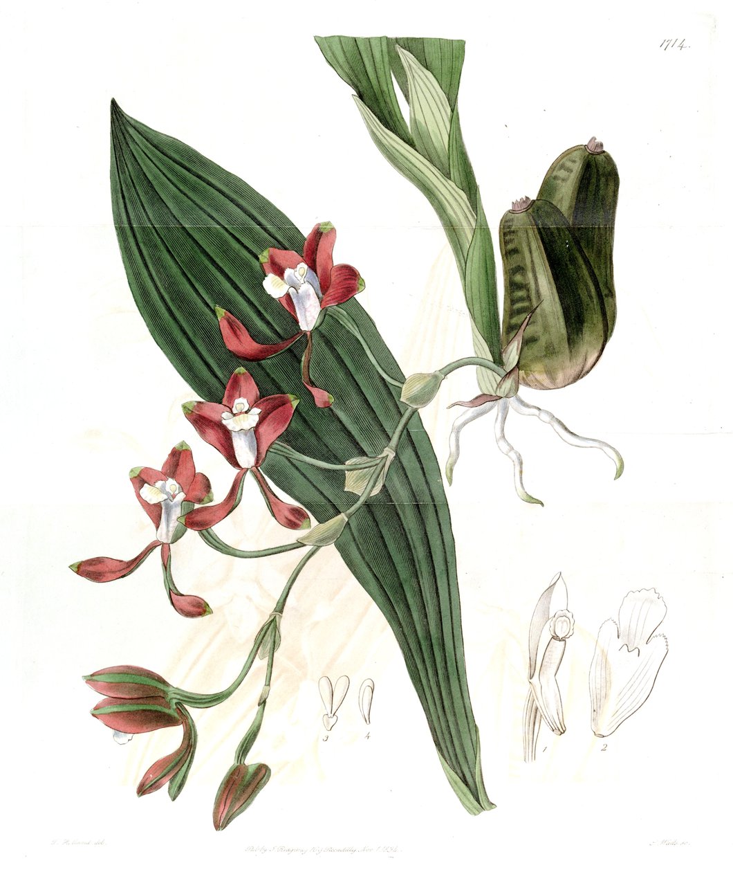 Batemannia colleyi von Jams  Watts