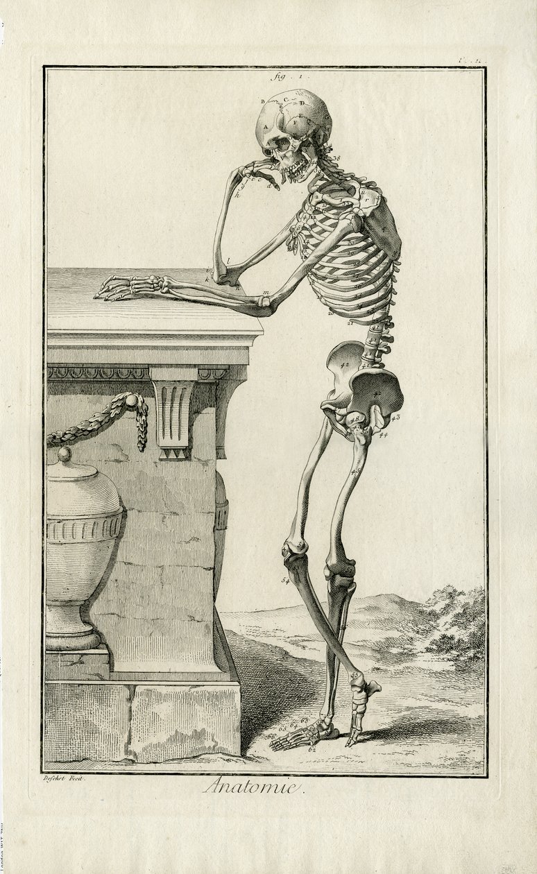Anatomie - anatomische Studie eines Skeletts von J.A. Defehrt