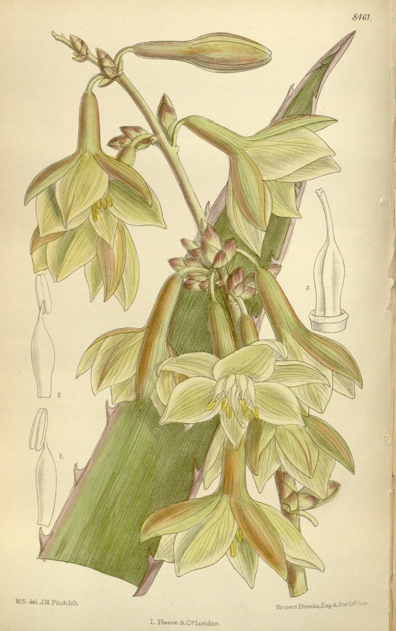 Furcraea elegans (= Furcraea stricta), Asparagaceae, Agavoideae von J.N. Fitch