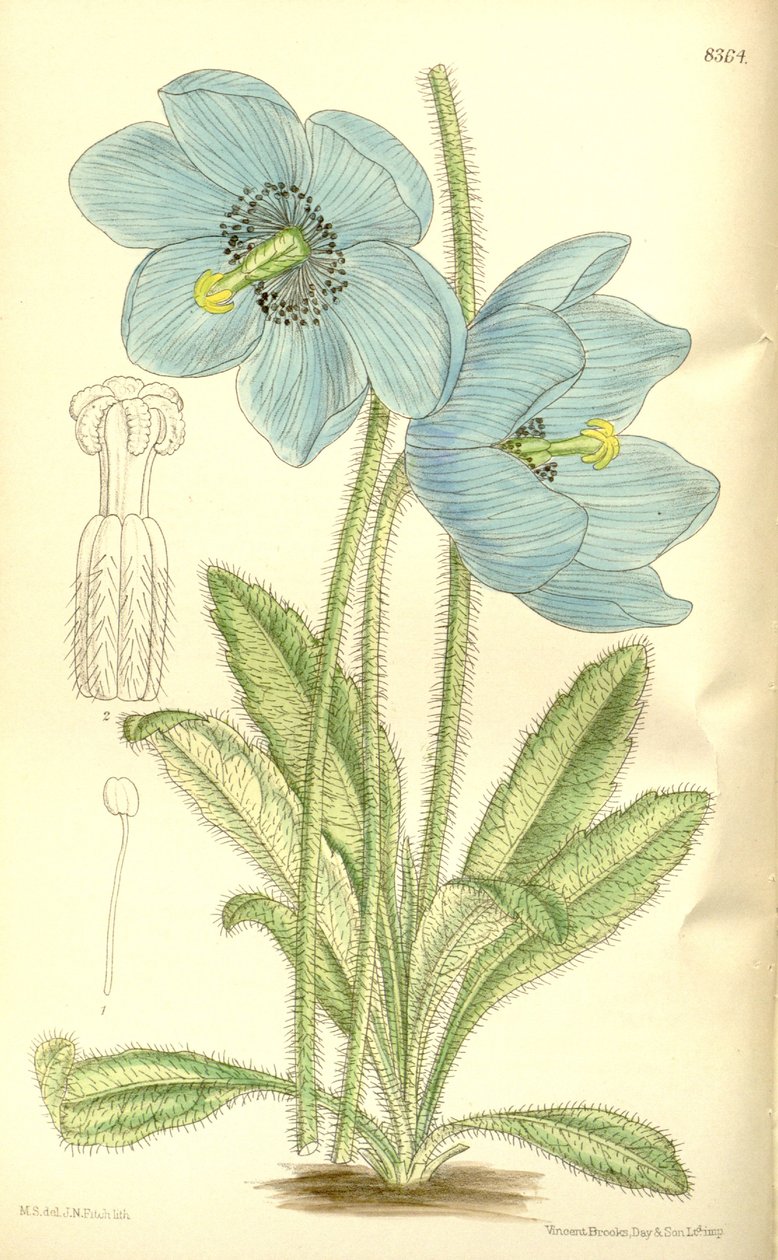 Meconopsis simplicifolia, Papaveraceae von J.N. Fitch