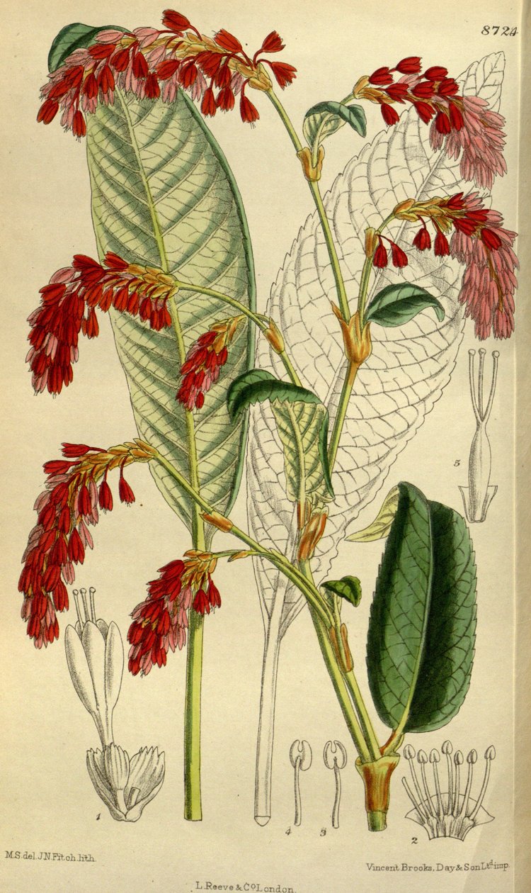 Polygonum griffithii von J.N. Fitch