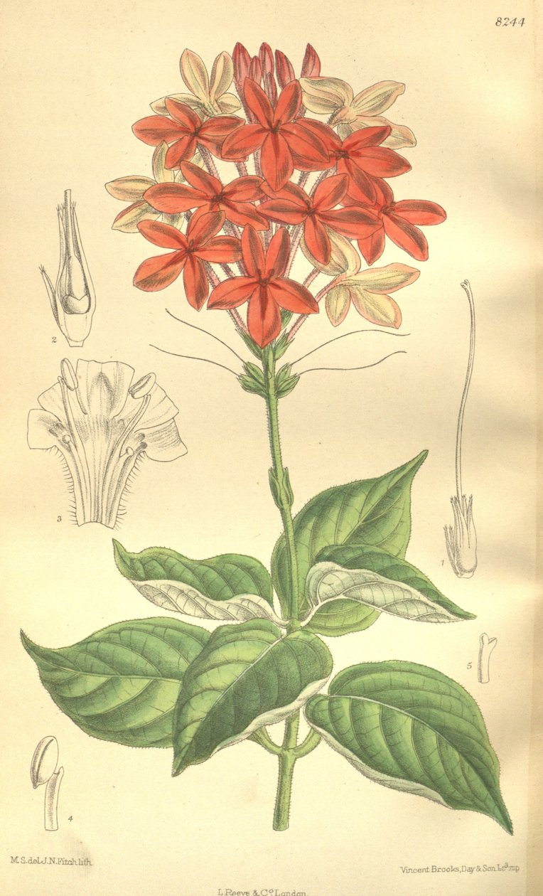 Pseuderanthemum seticalyx (= Ruspolia seticalyx), Acanthaceae von J.N. Fitch