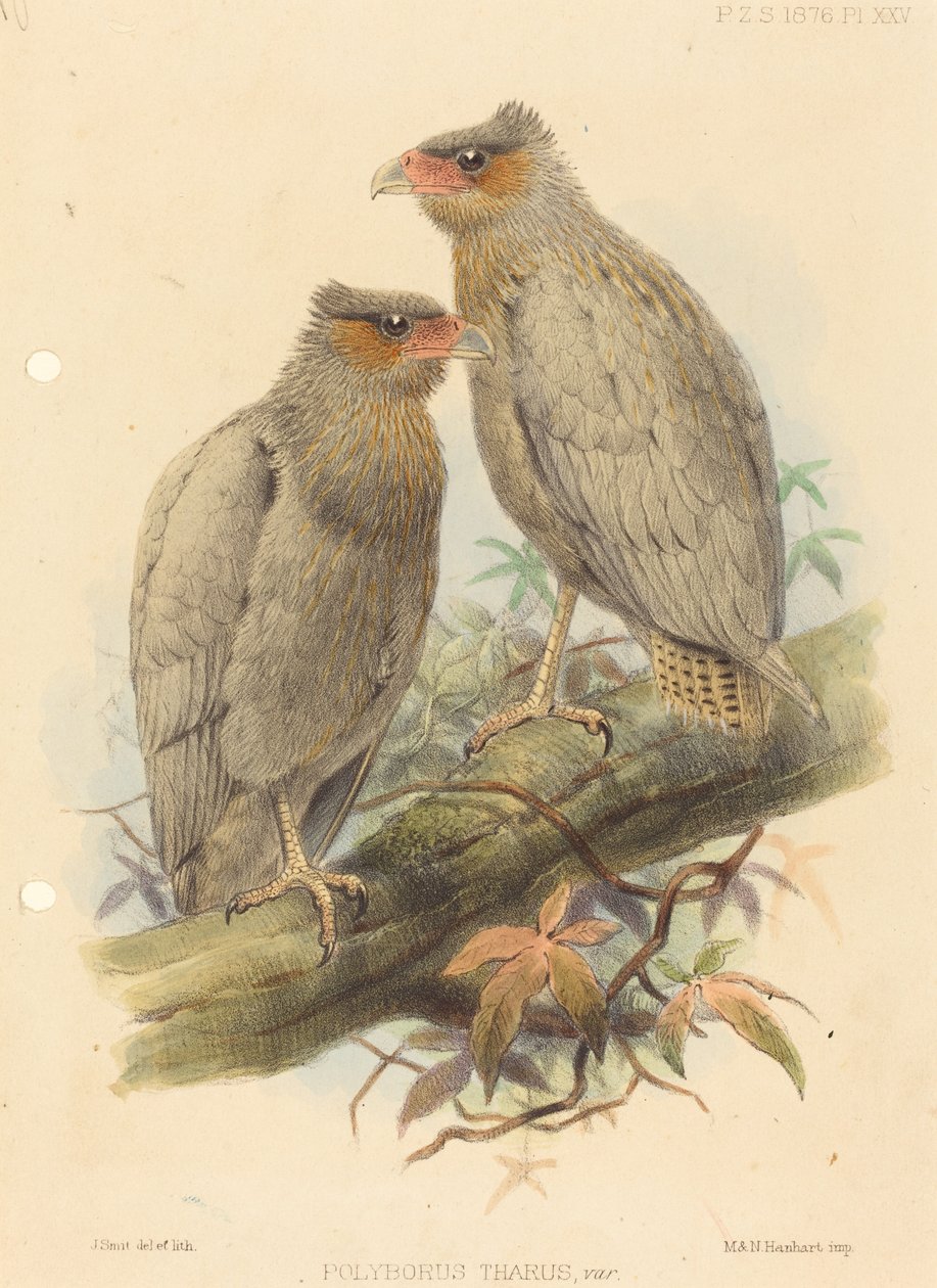 Polyborus Tharus, Var. von J. Smit