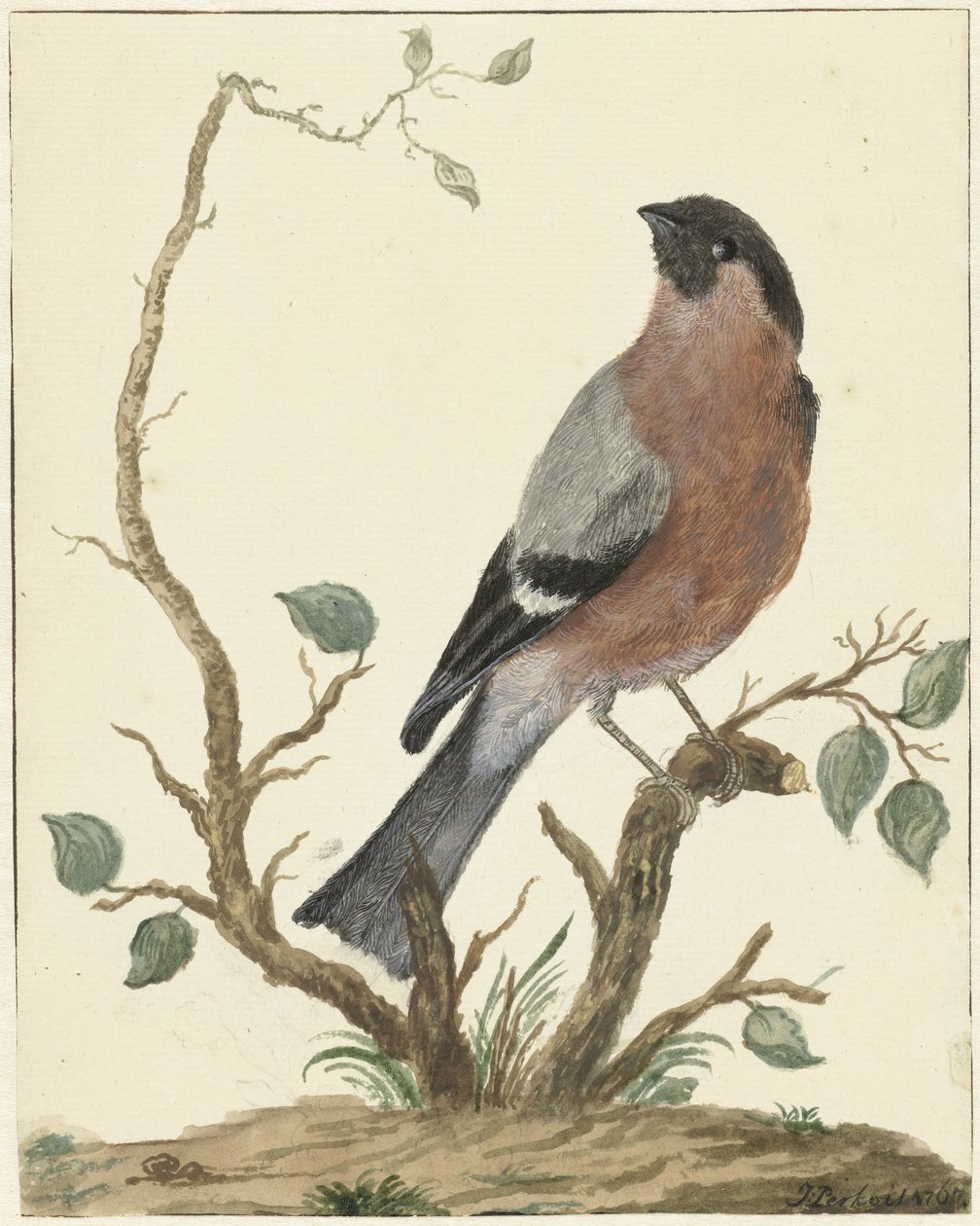 Gimpel von Jacob Perkois