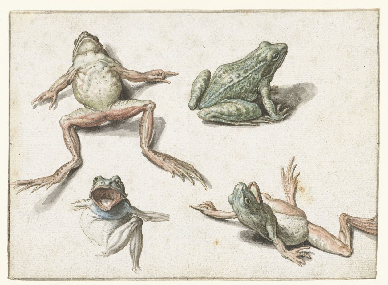 Vier Studien eines Frosches von Jacob de Gheyn (II)