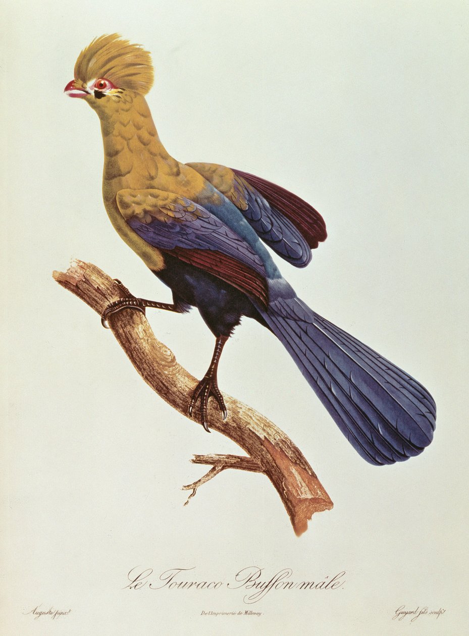 Buffons Turako von Jacques Barraband