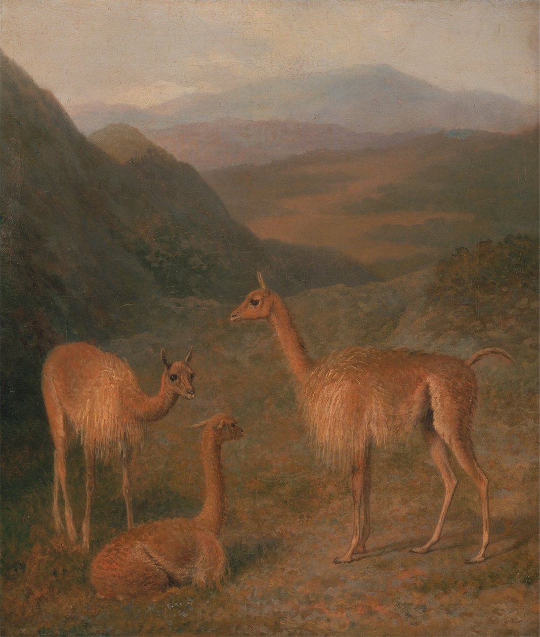 Vikunjas von Jacques Laurent Agasse