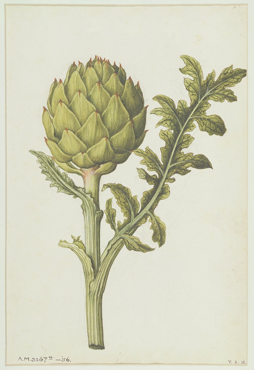 Artischocke: Cynara scolymus, ca. 1568 von Jacques Le Moyne