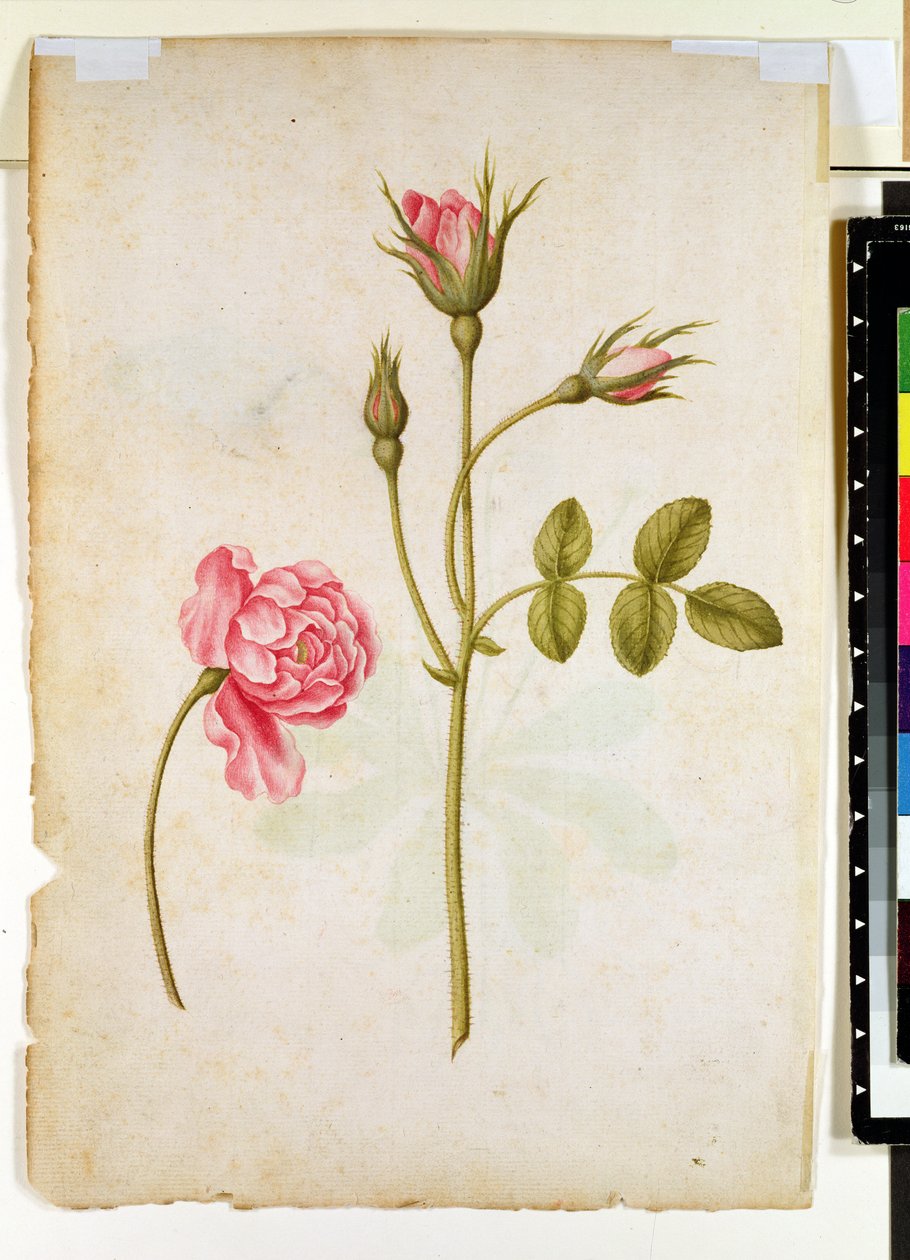 Rosa, ca. 1568 von Jacques Le Moyne