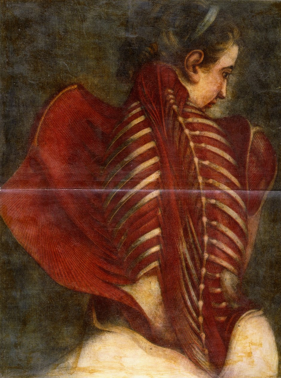 Der gehäutete Engel, ca. 1745 von Jacques Fabien Gautier dAgoty