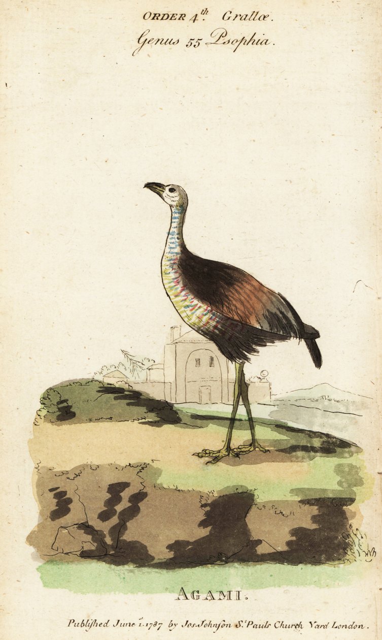 Agami-Reiher, Agamia agami von Jacques de Seve