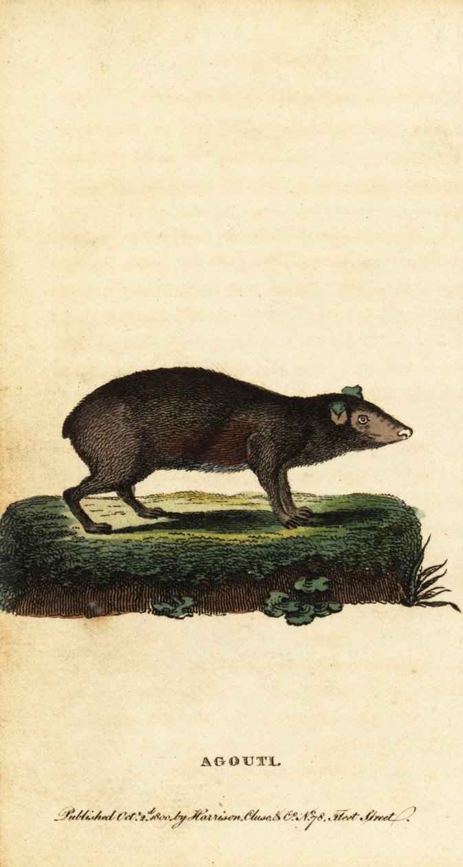 Aguti, Dasyprocta-Arten, 1800 (Gravur) von Jacques de Seve