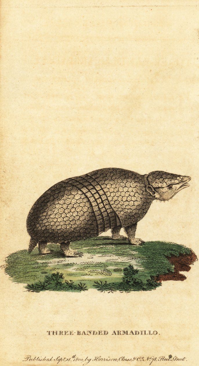 Brasilianisches Dreibinden-Gürteltier, Tolypeutes tricinctus, 1800 (Gravur) von Jacques de Seve