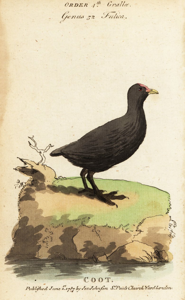 Blässhuhn, Fulica atra von Jacques de Seve