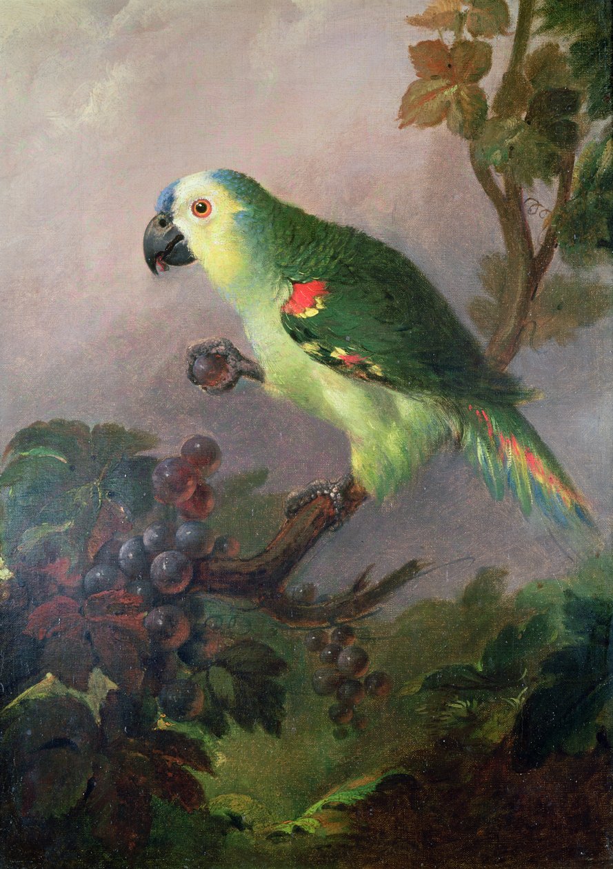 Ein Papagei von Jakob Bogdani or Bogdany
