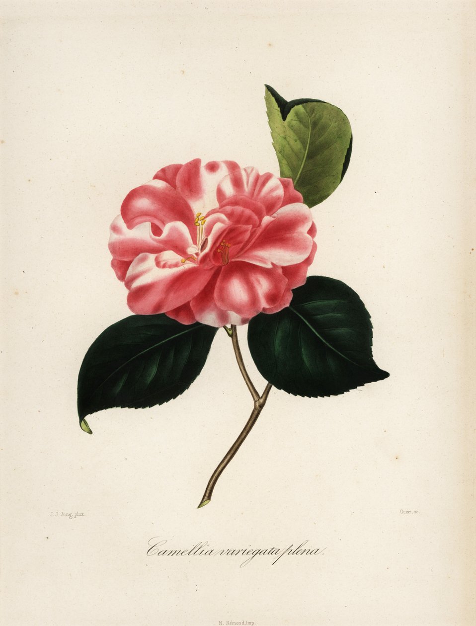 Kamelie, Camellia variegata plena von Jakob (after) Jung