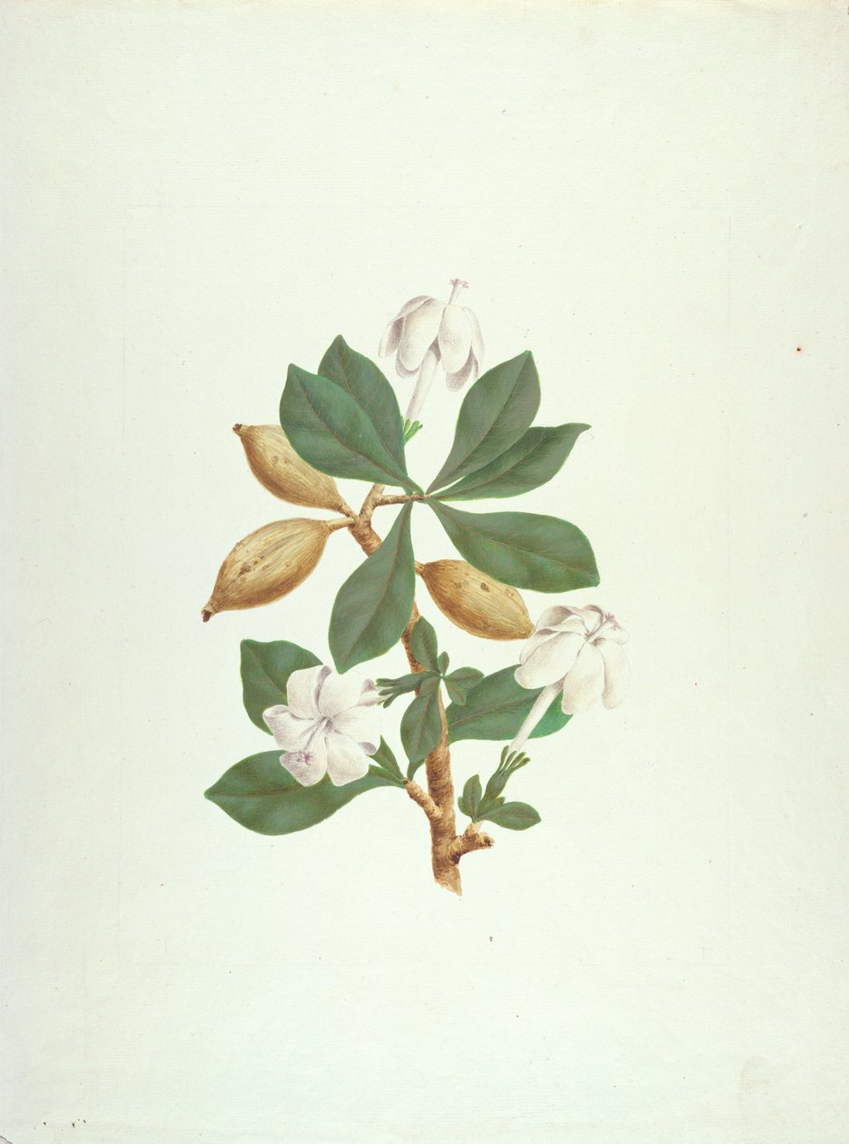 Aquariti (Blätter, Blumen und Früchte) von James Bruce