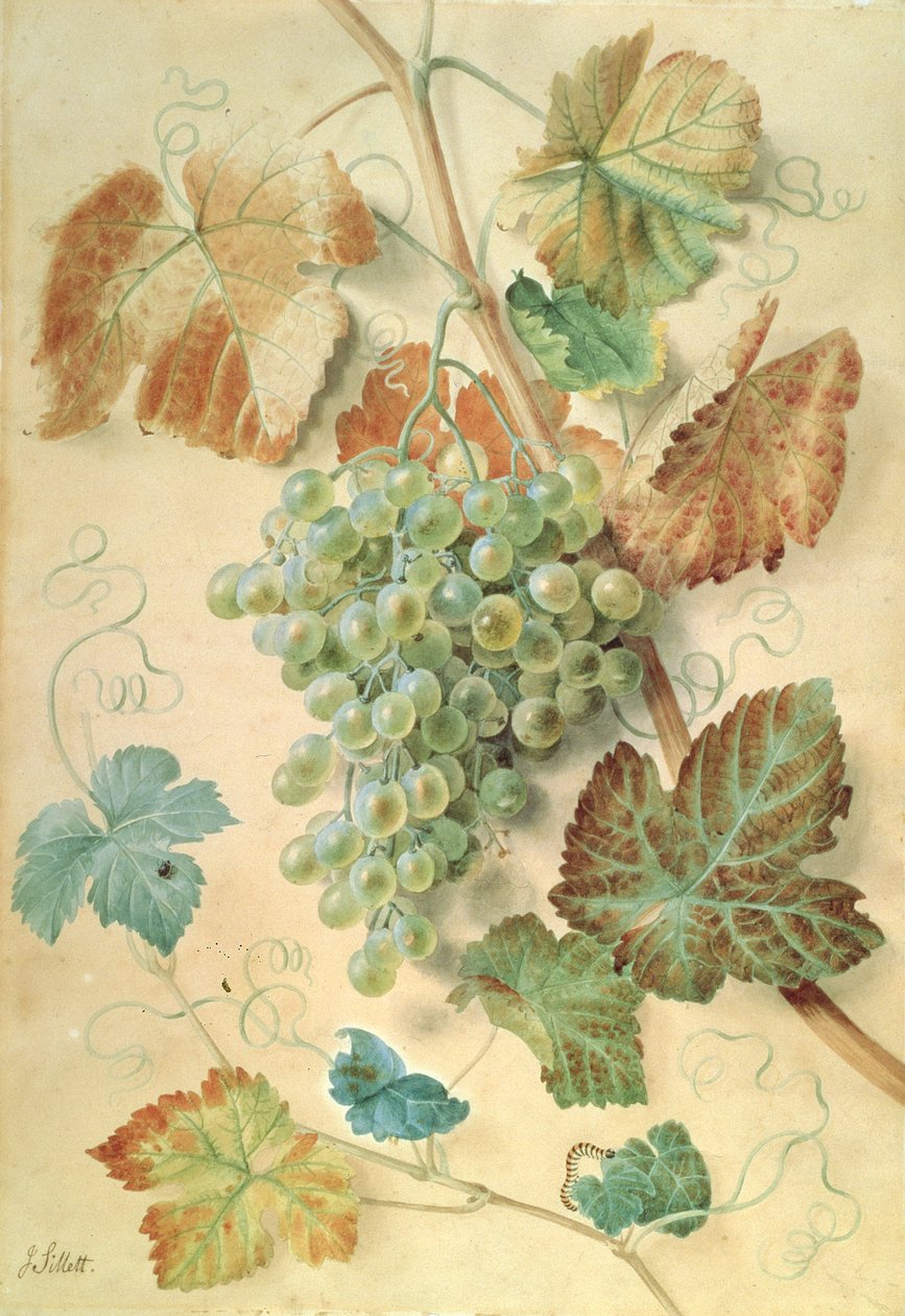 Weiße Trauben von James Sillett