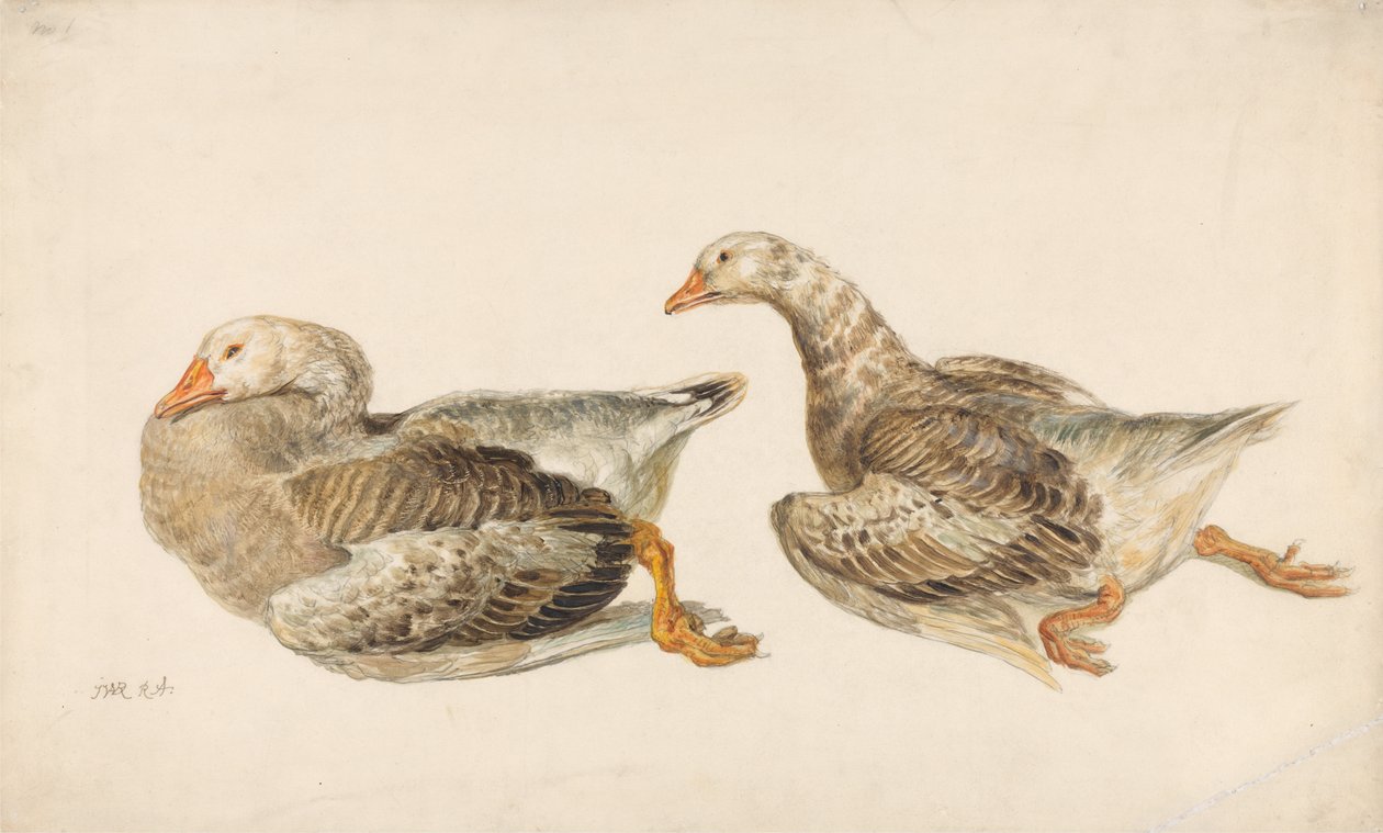 Studien von Gänsen von James Ward