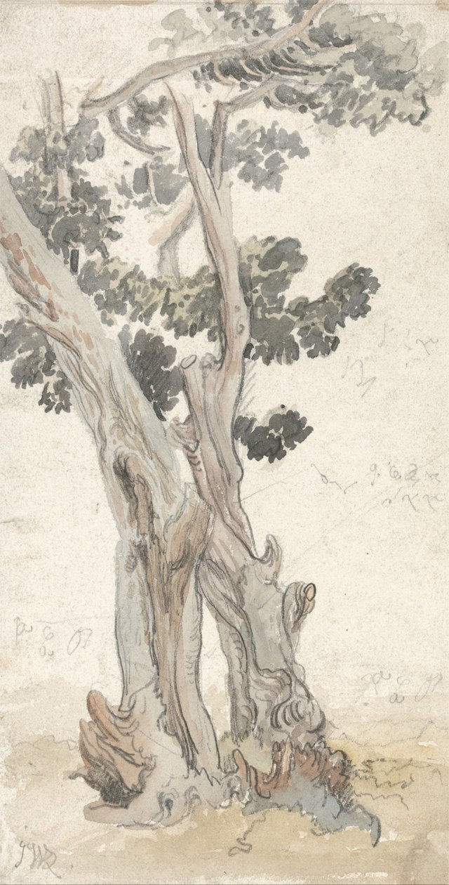Studie eines Baumes von James Ward