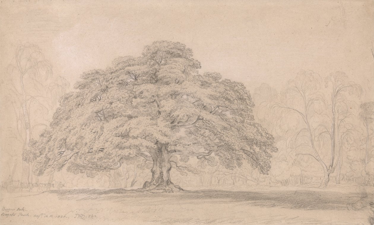 Die Bettler-Eiche, Bagots Park, 12. August 1820 (Ein berühmter alter Baum auf Lord Bagots Blithfiel... von James Ward
