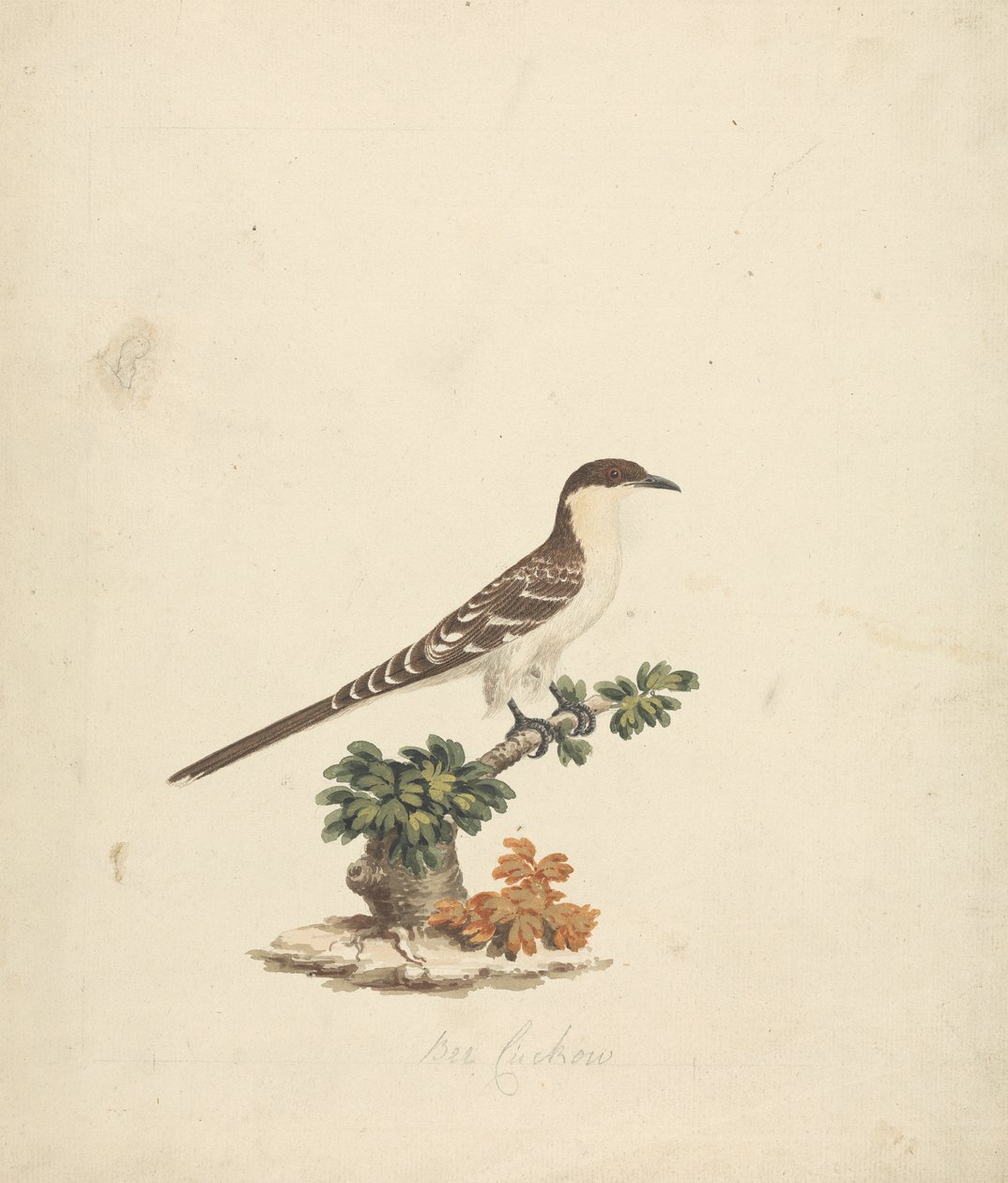 Bienenkuckuck von James Bruce