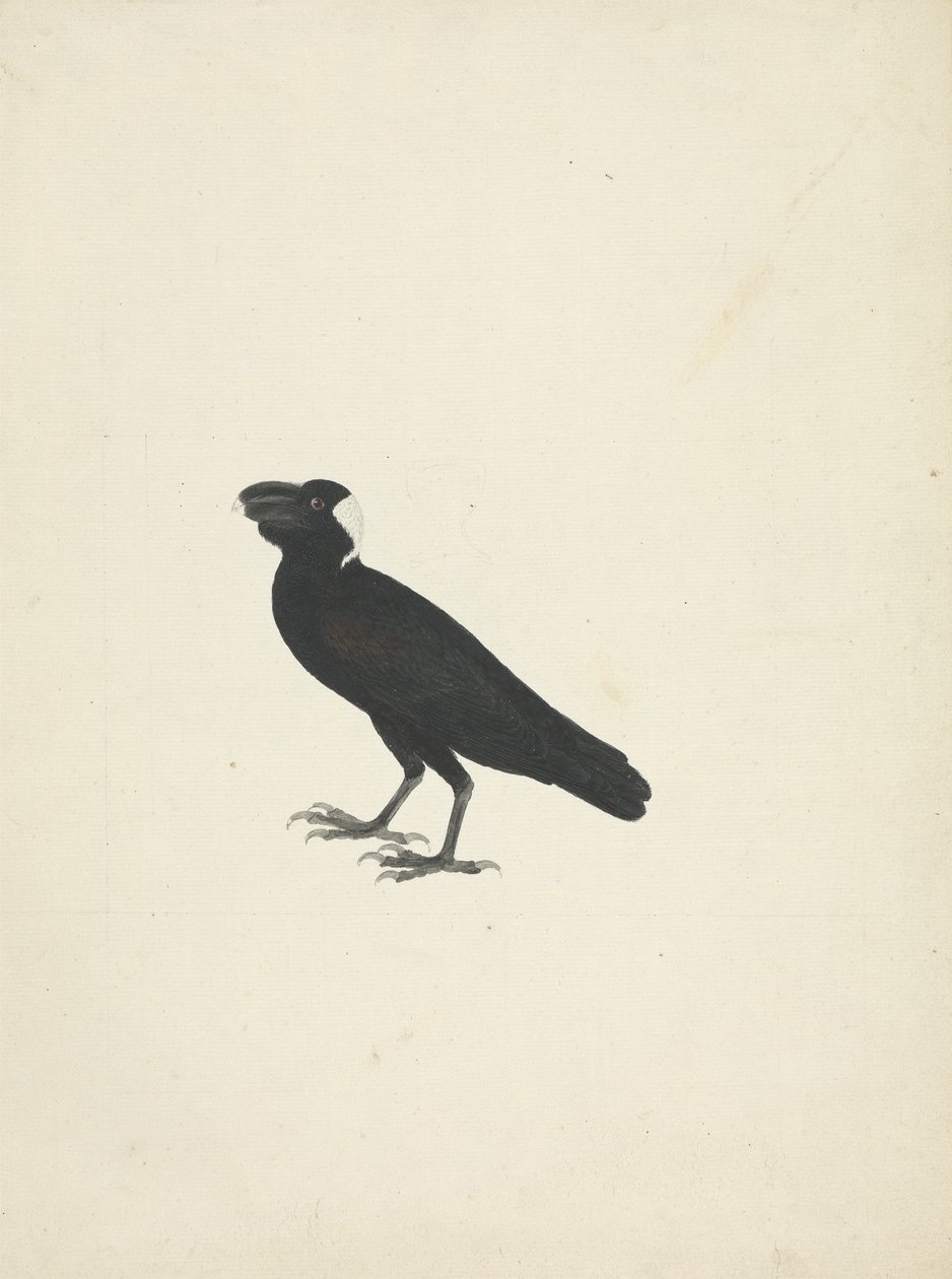 Corvus crassirostris (Dickschnabelrabe) von James Bruce