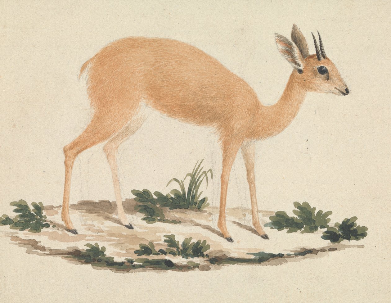 Madoqua (Dik-dik) von James Bruce