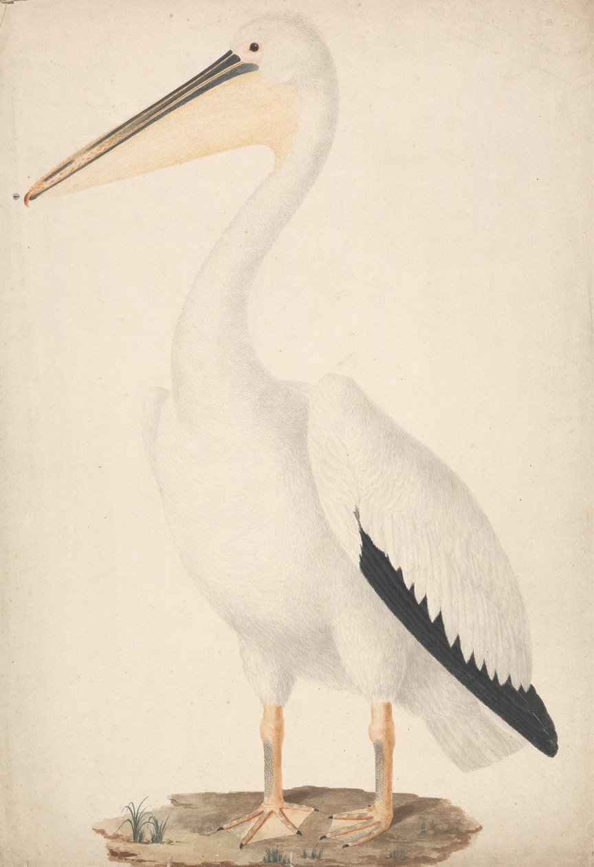 Pelecanus onocrotalus (Großer Weißer Pelikan) von James Bruce
