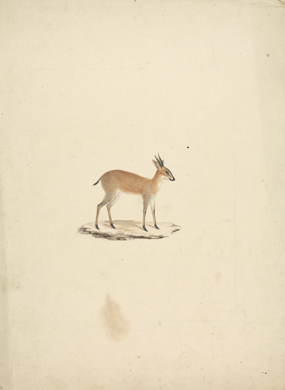 Unidentifizierte Madogua (Dik-dik) von James Bruce
