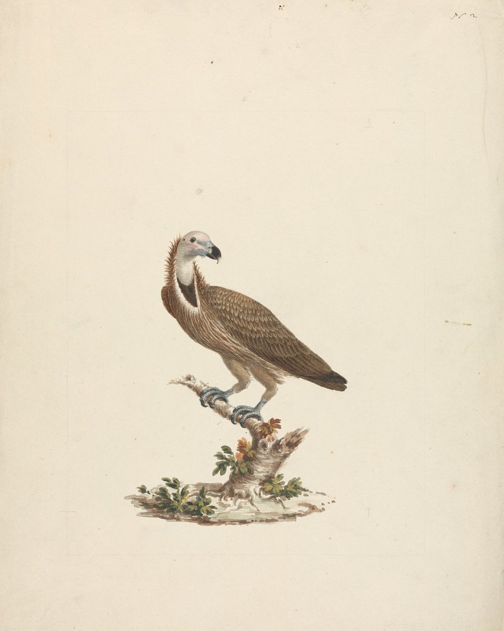 Geier von James Bruce