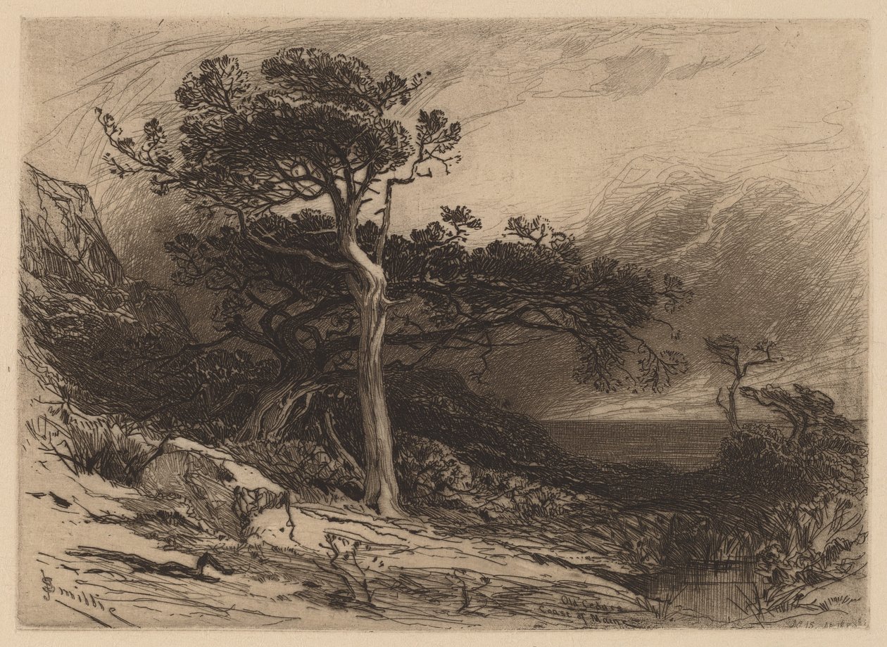 Alte Zedern, Küste von Maine von James David Smillie
