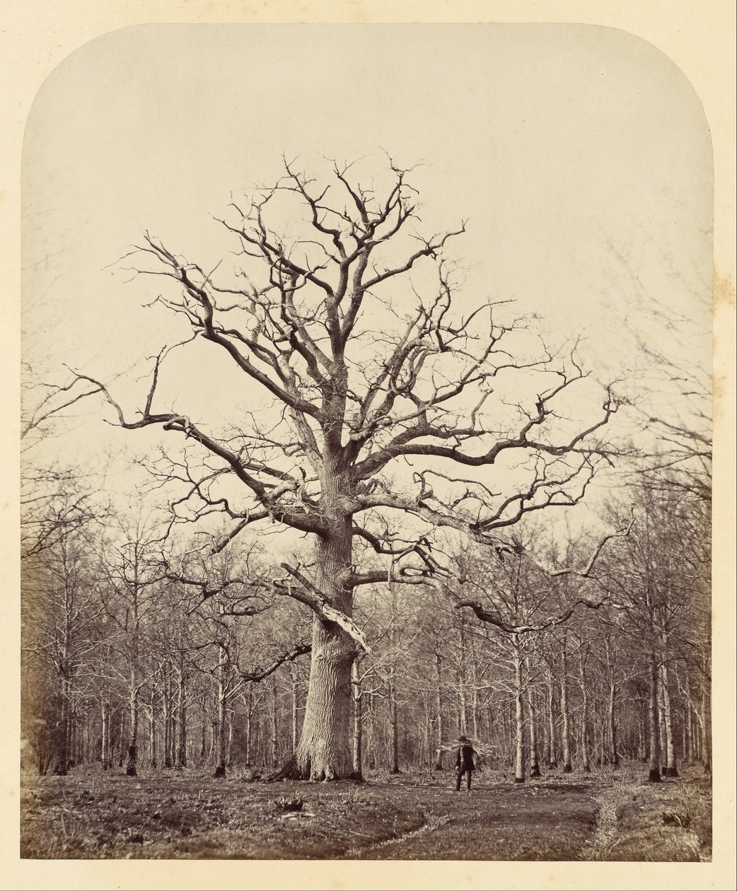 Eiche von Königin Anne von James Sinclair