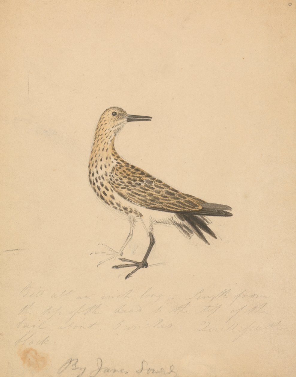 Ein Vogel von James Sowerby