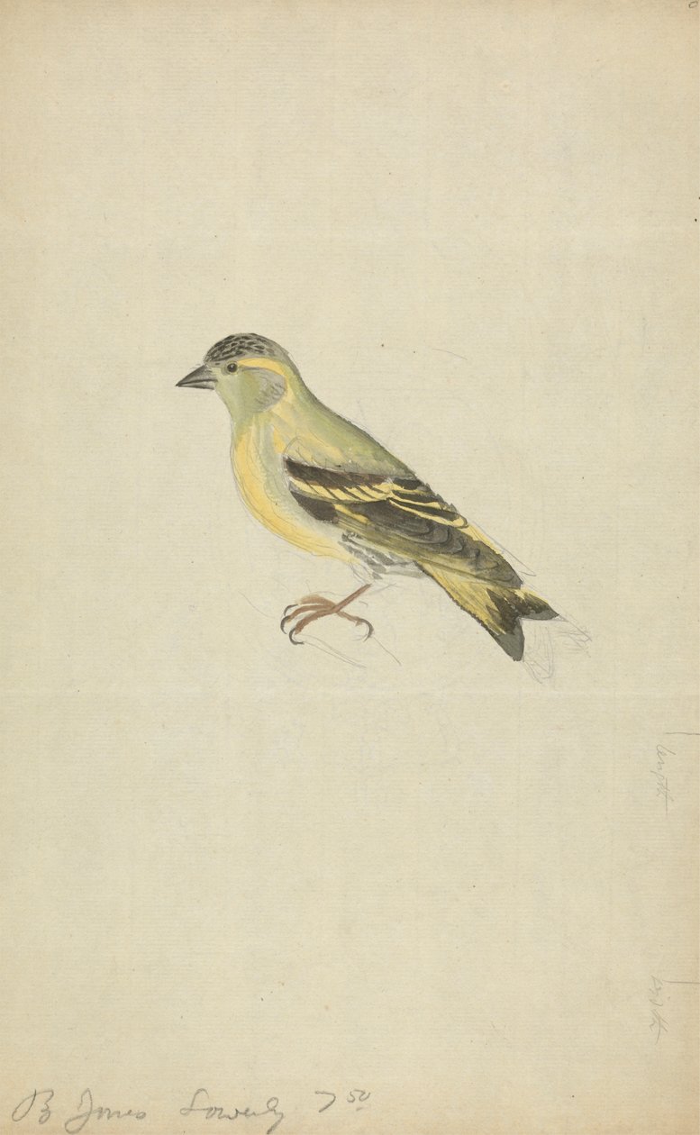 Ein Fink (Erlenzeisig?) von James Sowerby