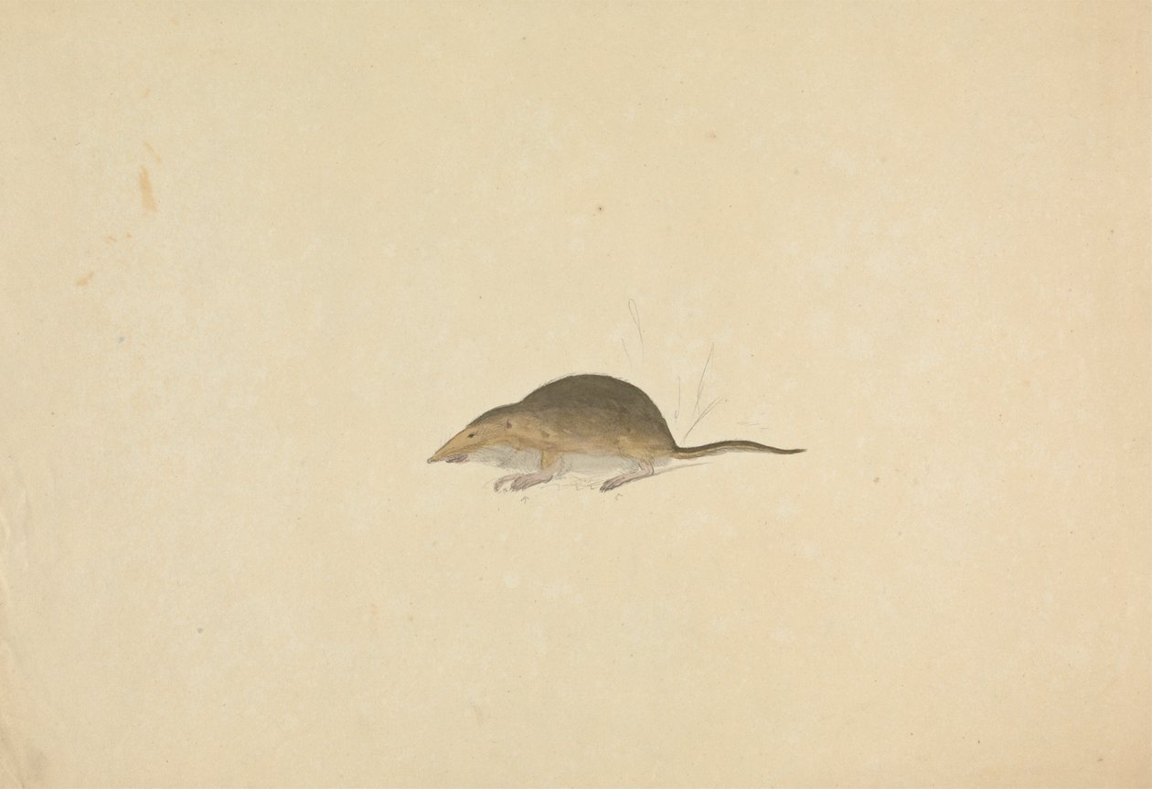 Eine Spitzmaus von James Sowerby