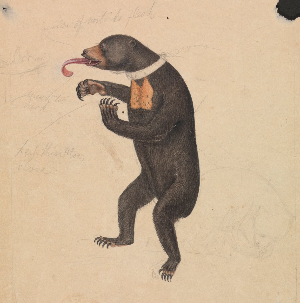 Ein Sonnenbär von James Sowerby