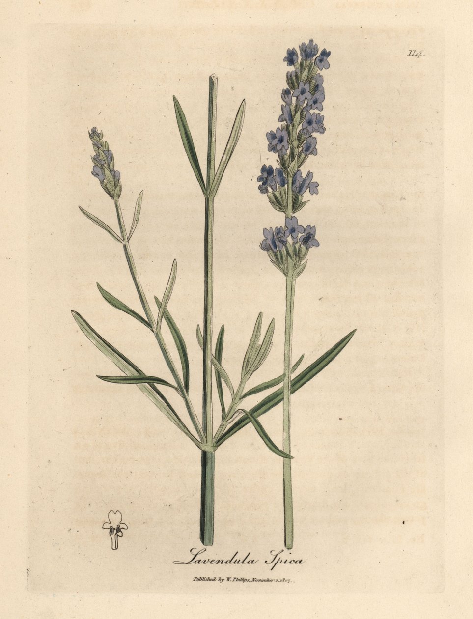 Blau blühender Lavendel, Lavandula spica von James Sowerby