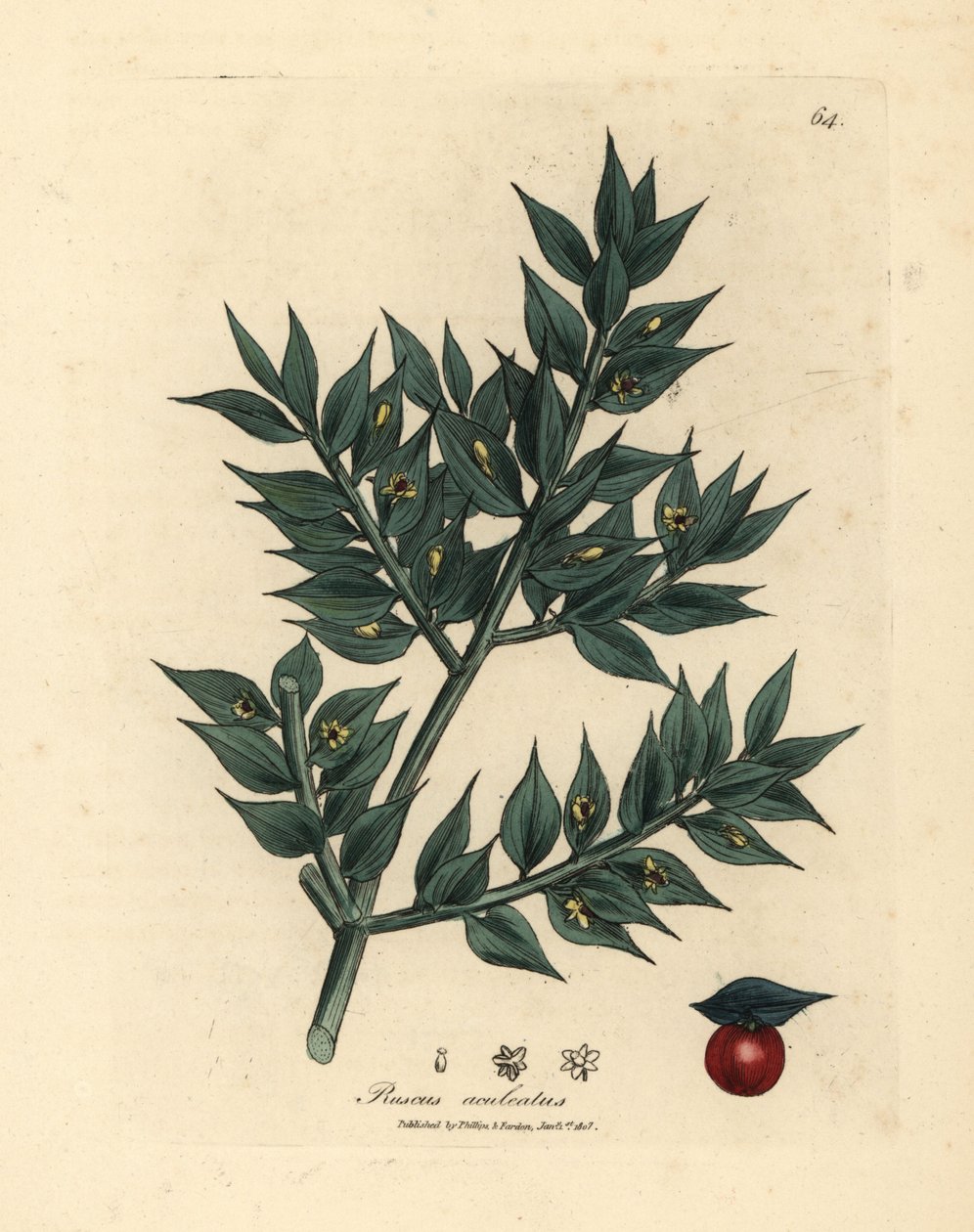 Grünblühender Mäusedorn, Ruscus aculeatus von James Sowerby