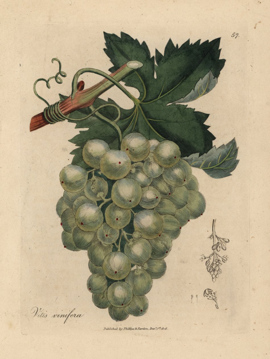 Grüne Trauben, Rebe und Blätter, Vitis vinifera von James Sowerby