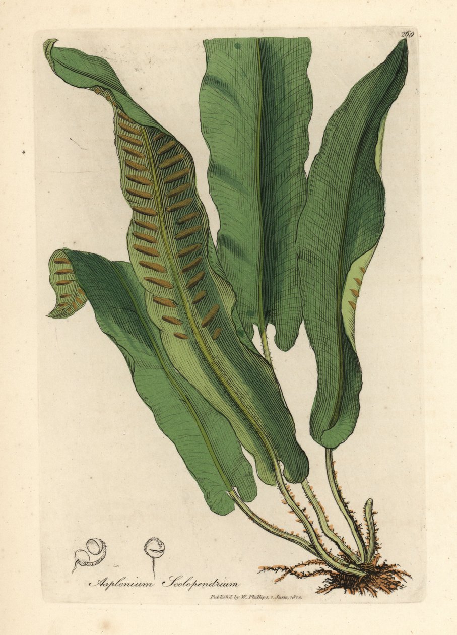 Hirschzungenfarn, Asplenium scolopendrium von James Sowerby